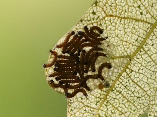 Phalera bucephala